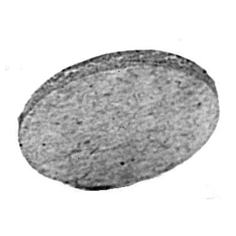 C.S. Osborne #60 Cardboard Wad 50Gr